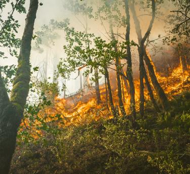 Forest on fire